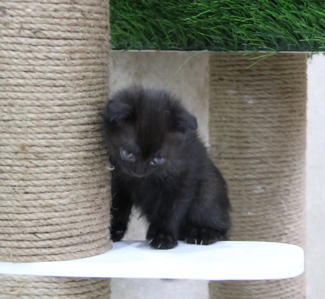 Продам красивых котят шотландской вислоухой породы, фотография 3