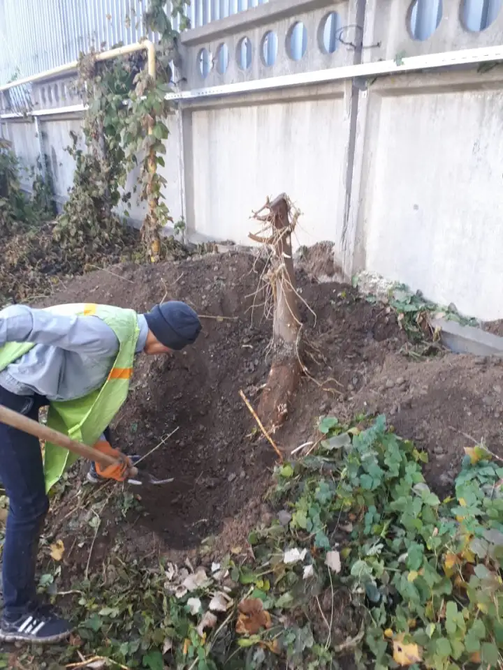 Спил сруб деревьев, фотография 5