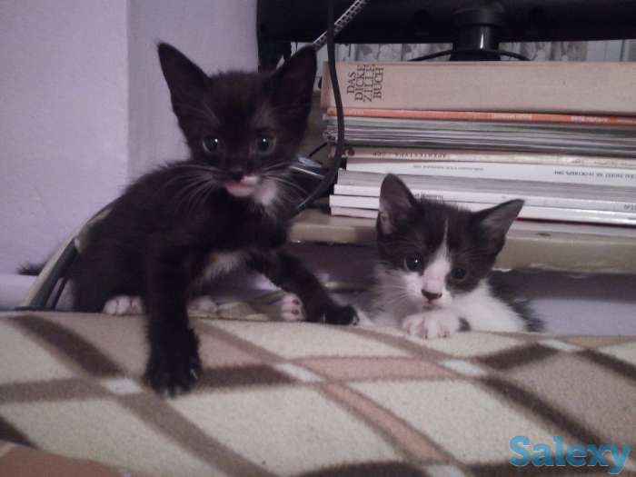 Котята в дар, фотография 2