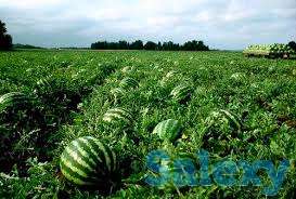 Семена арбуза Галактика улучшенный продюсер, фотография 5