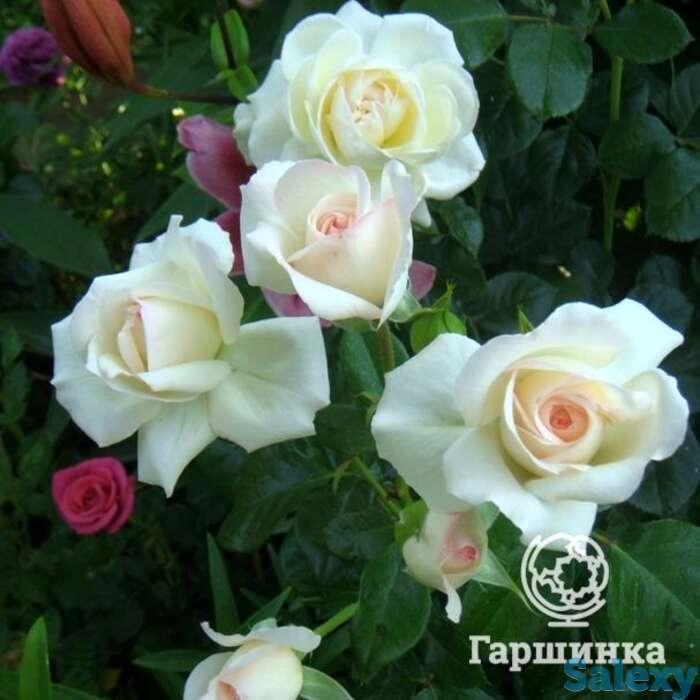 Роза ледреборг, топалович, фотография 1