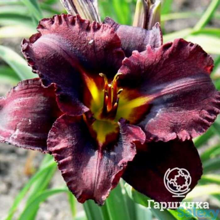 Лилейник блэк стокингс, фотография 1