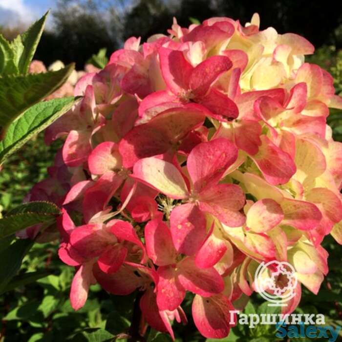 Гортензия граффити, фотография 1