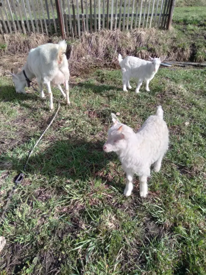 Животные, фотография 1