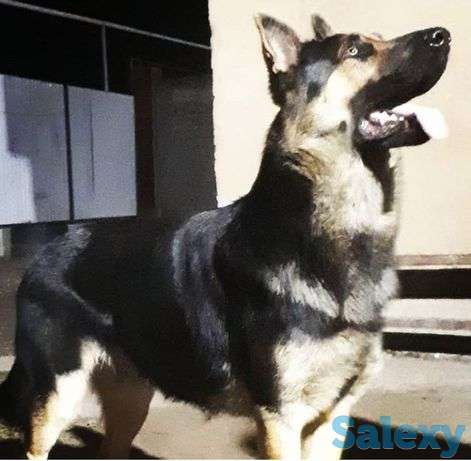 Срочна продам щенков ВЕО, фотография 1