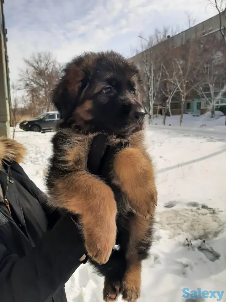 Щенки немецкой длинношерстной овчарки, фотография 6