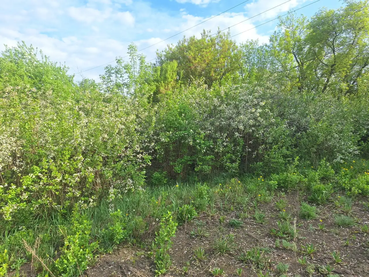 продаю дачу р-он Сабурханской ЦОФ, ДО Энтузиаст, фотография 6