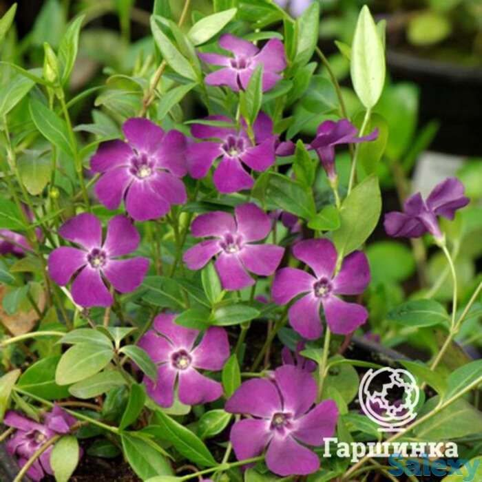 Барвинок малый атропурпуреа, фотография 1