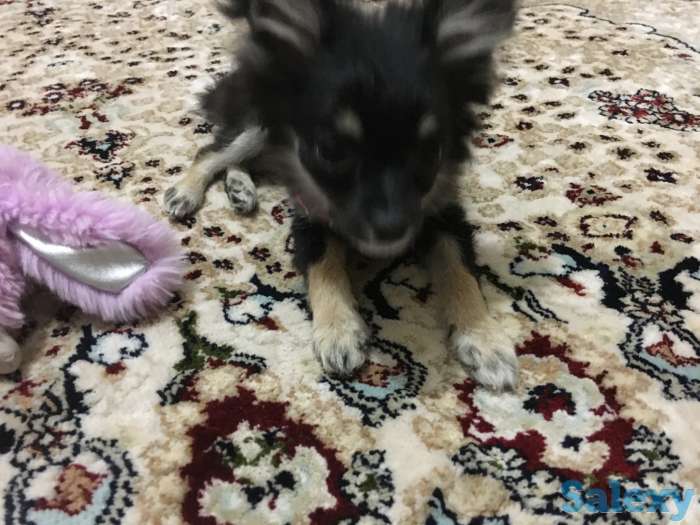 Продам Чихуахуа щенок 5 мес с документами, фотография 3