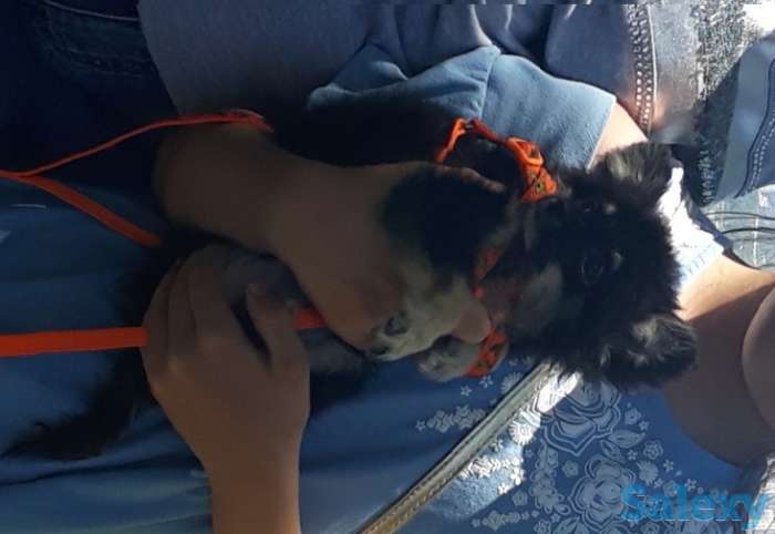 Продам Чихуахуа щенок 5 мес с документами, фотография 1