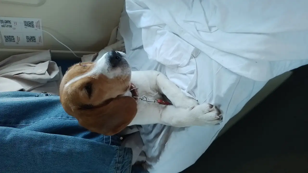 Бигль девочка 7,5 месяцев, фотография 5