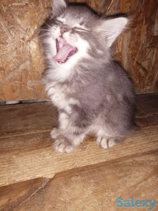 Отдам котят в хорошие руки, фотография 2