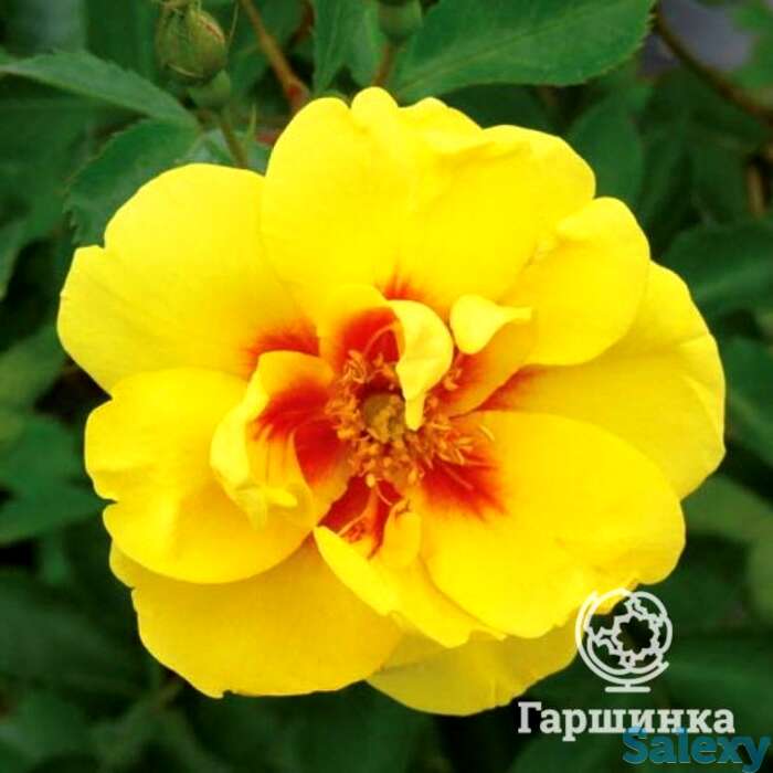 Роза айконик, топалович, фотография 1