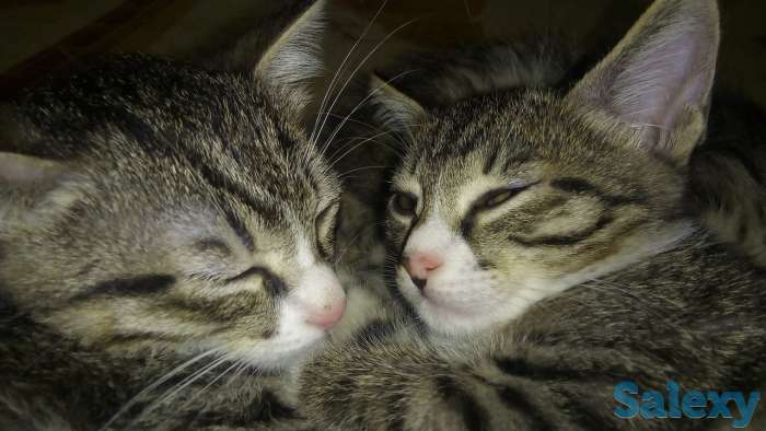 отдам котят в добрые руки, фотография 8