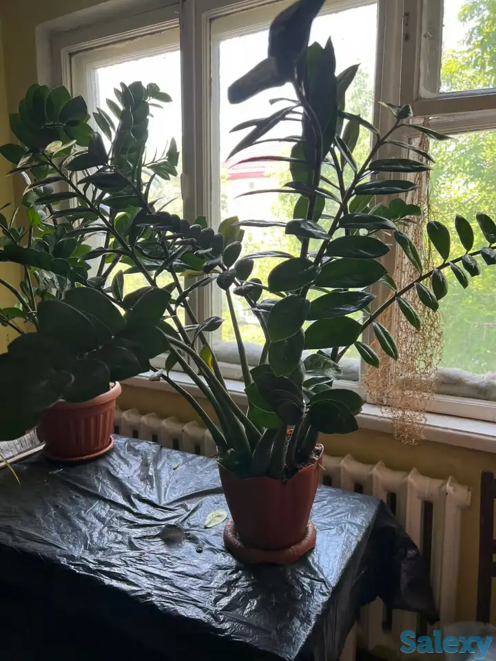 Продаю комнатные растения, фотография 4