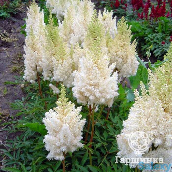 Астильба Виссе Глория арендса, фотография 1