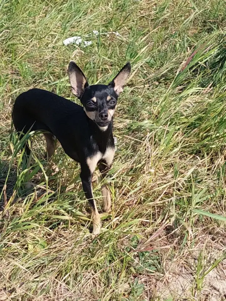 Пропала собака порода той терьер кличка Боня, фотография 1