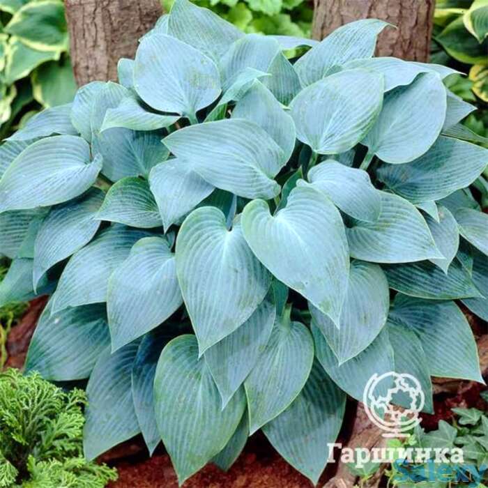 Хоста Кандиан Блу (SM), фотография 1