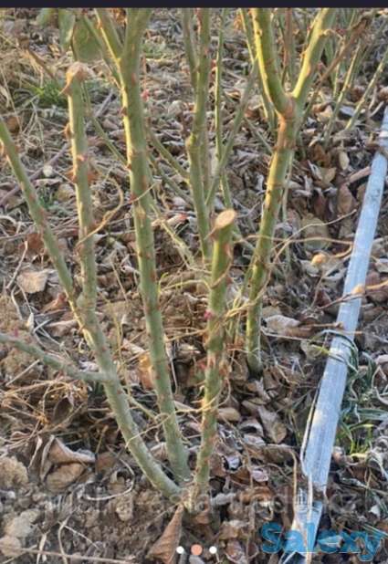 Саженцы роз 