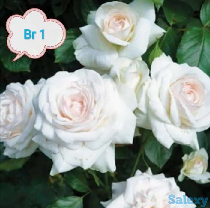 Саженец розы чайно - гибридные среднерослые Сербия, фотография 2