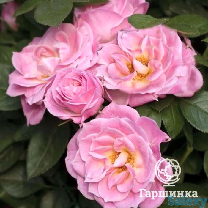 Роза бель симфони миниатюрная, топалович, фотография 1