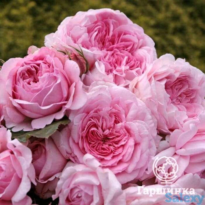 Роза александра принцесс де люксембург, топалович, фотография 1