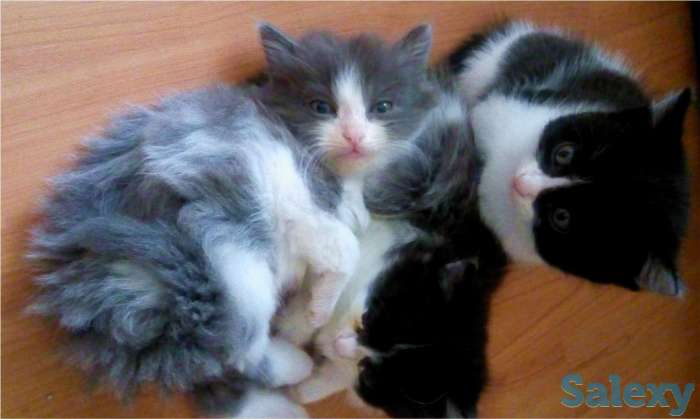 Котята даром, фотография 2