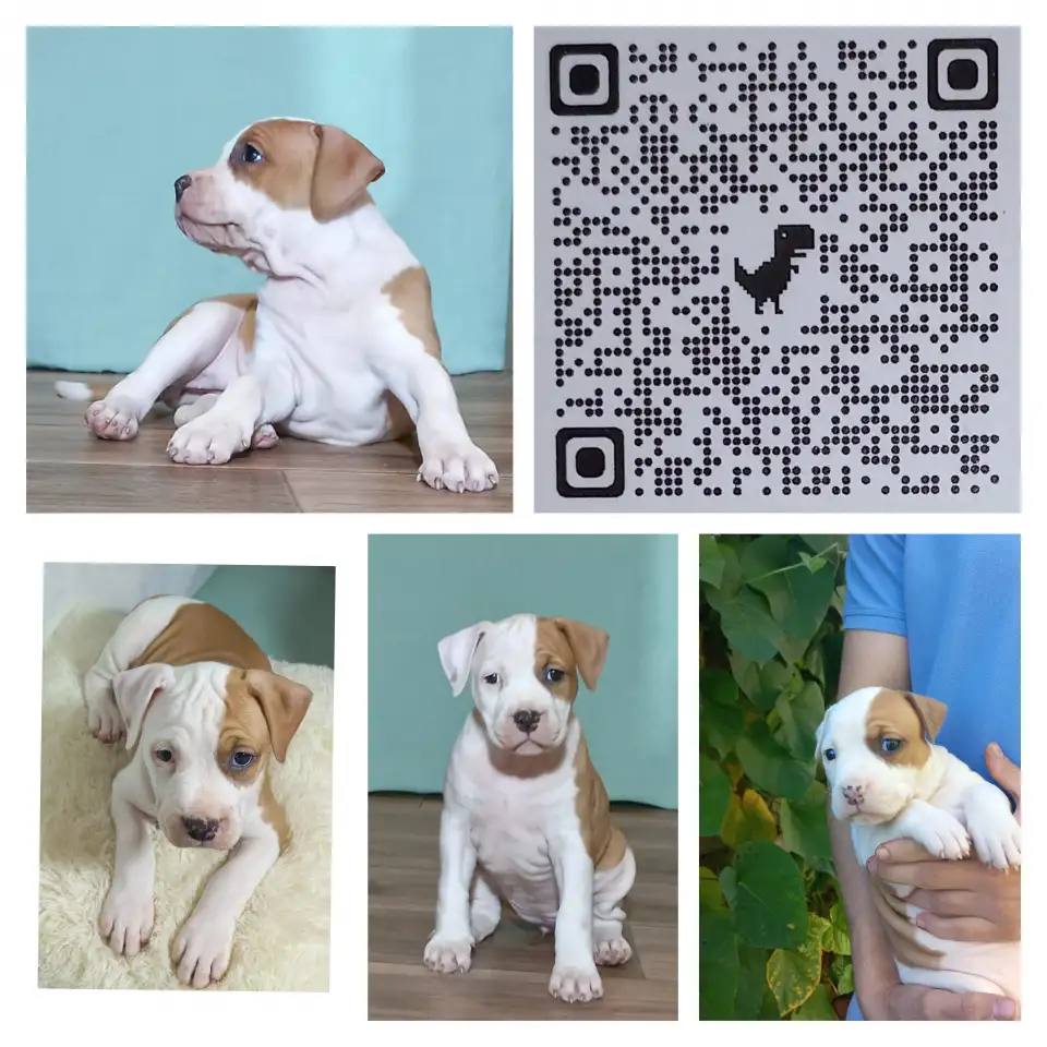 Американский стаффордширский терьер, фотография 2