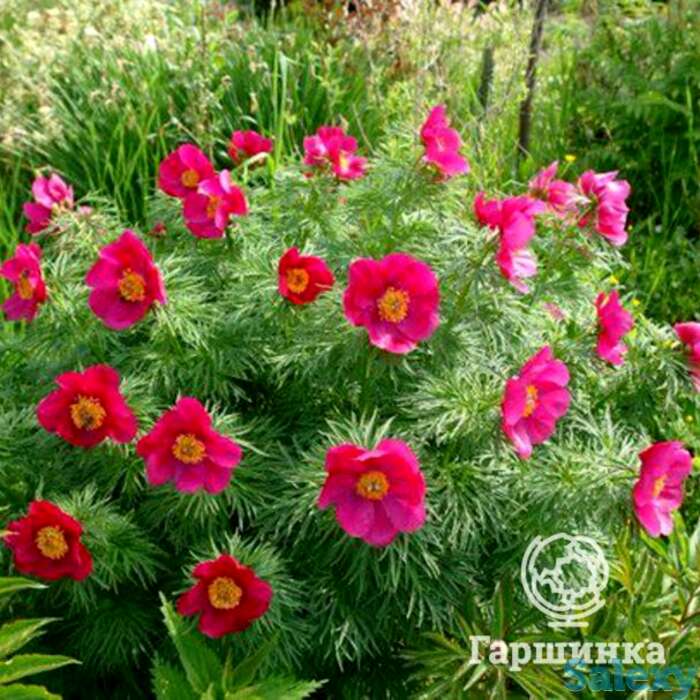 Пион уклоняющийся марьин корень, фотография 1