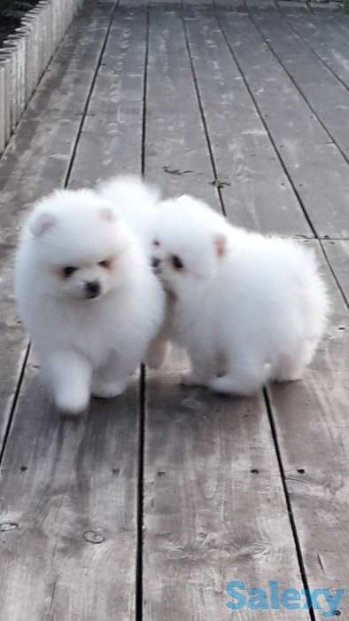 Белоснежые шпицы, фотография 7