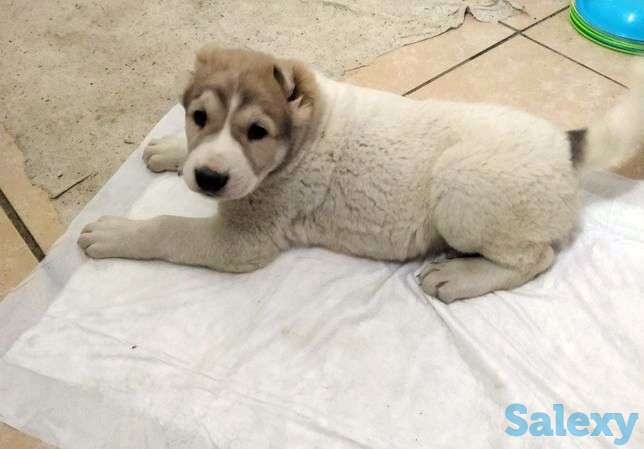 Продам щенков среднеазиатской овчарки, фотография 1