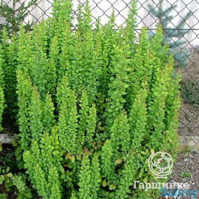 Барбарис эректа, фотография 1