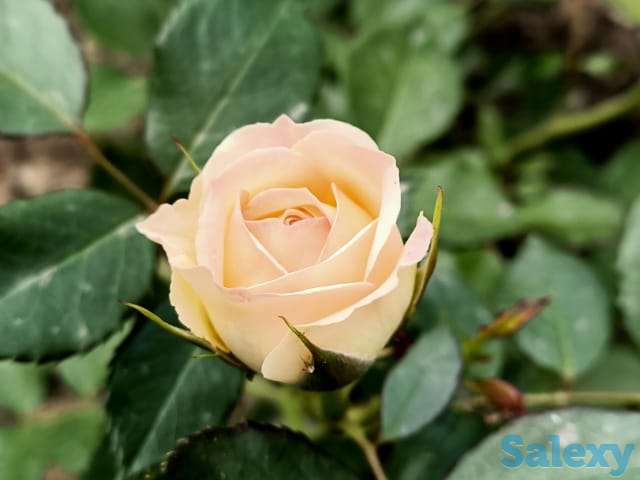 Продажа саженцев, фотография 1