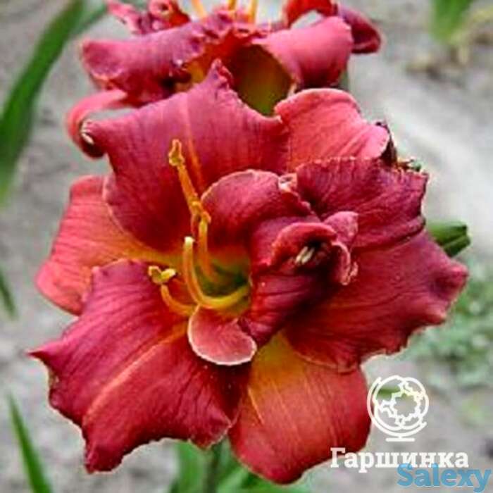 Лилейник литтл шоу стоппер, фотография 1