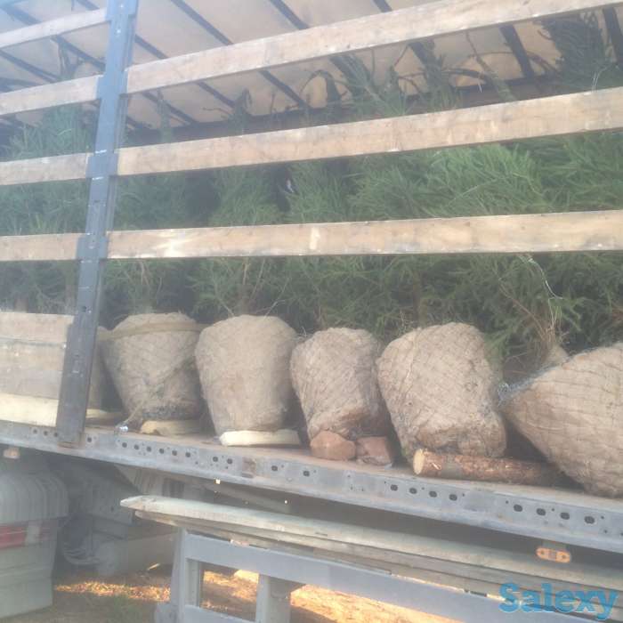 Саженцы крупномеры ель, сосна, береза, фотография 9