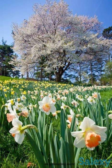 Левкас, побелка, обои., фотография 1