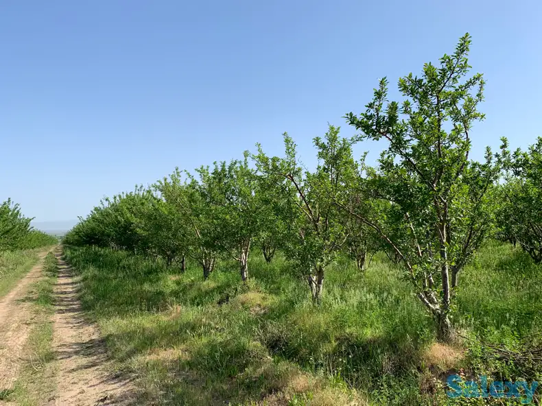 Продажа яблонево-сливовых садов в Алматинской области., фотография 4