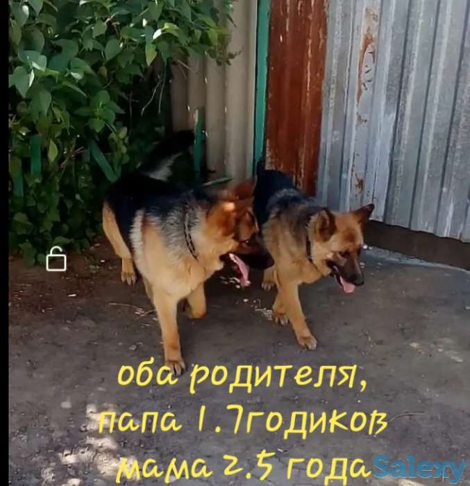 Продаётся щенок немецкой овчарки, фотография 1