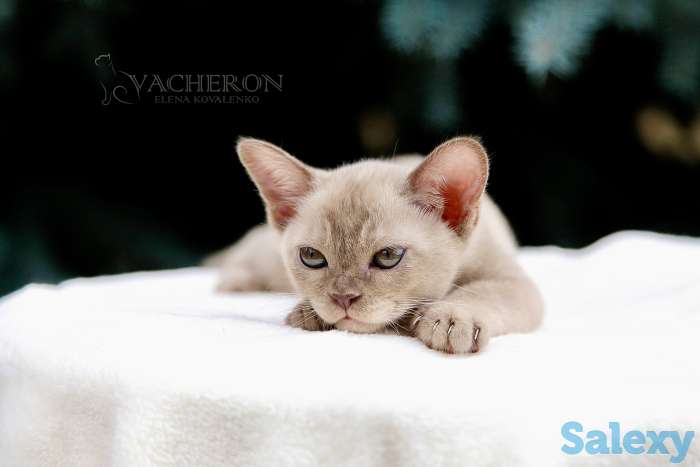 Элитные котята, фотография 5