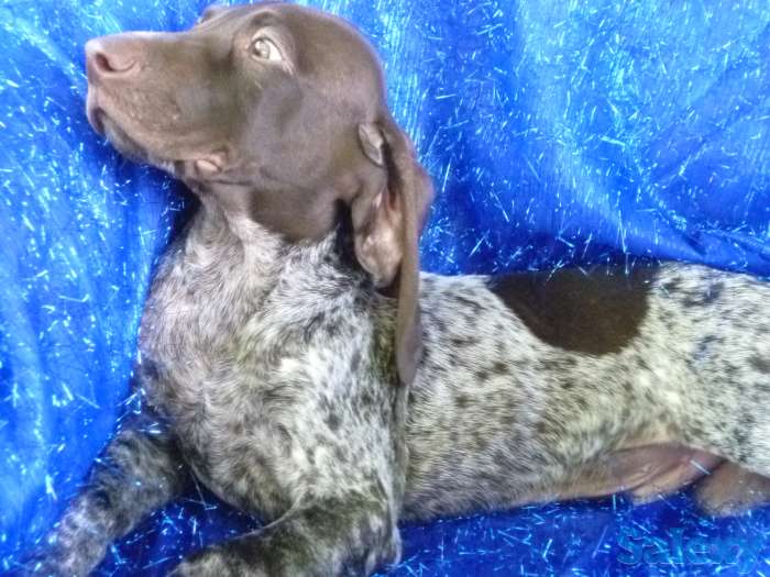 Курцхаара щенков продам, фотография 2