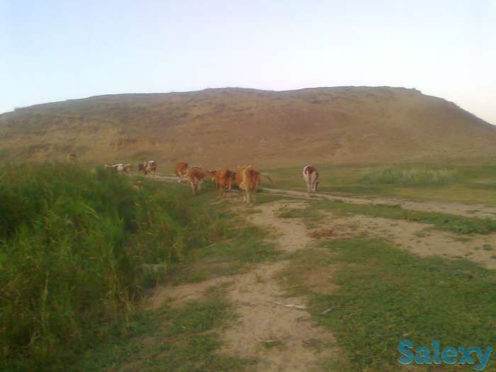 Крс оптом 29 голов 500$, фотография 7