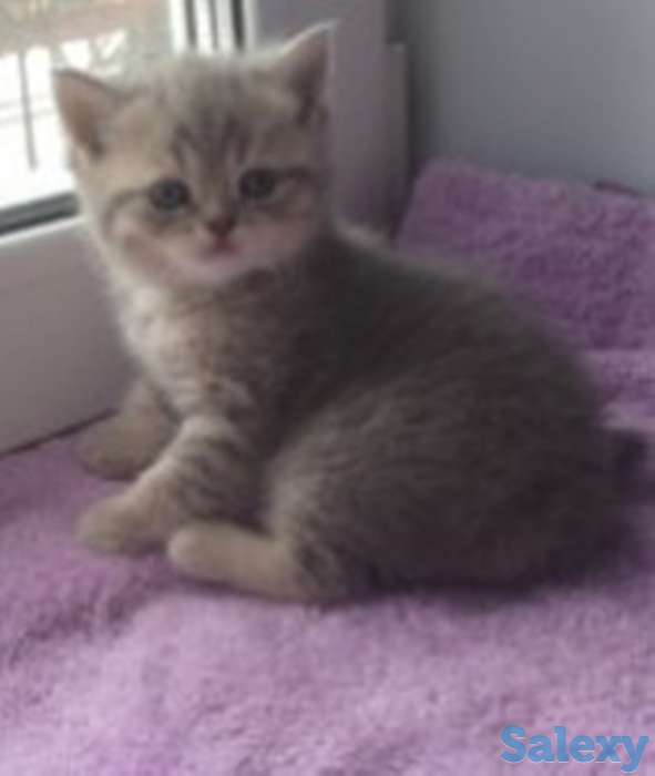 шотландский котенок, фотография 1