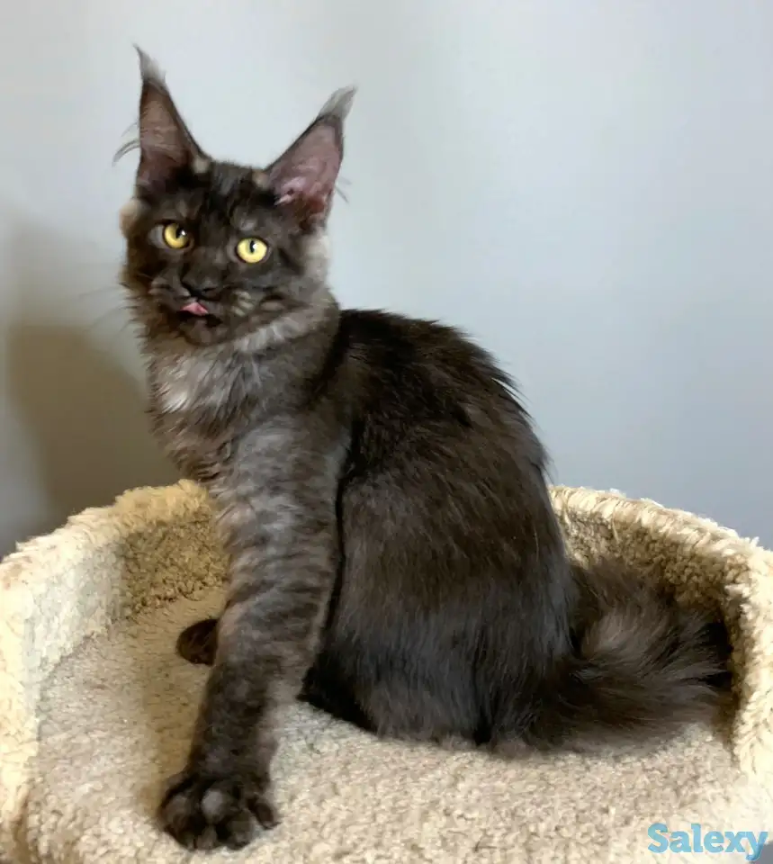 Мальчик мейнкун, фотография 8