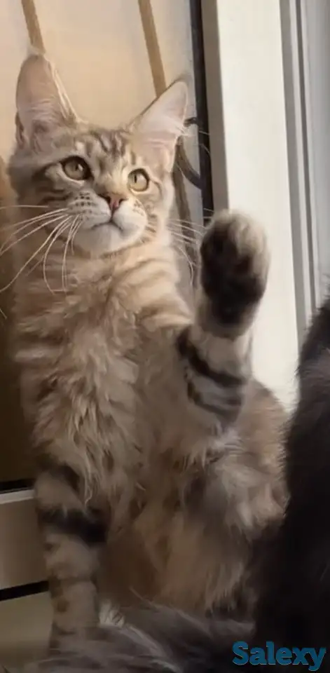 Котята мейн кун из питомника, фотография 4