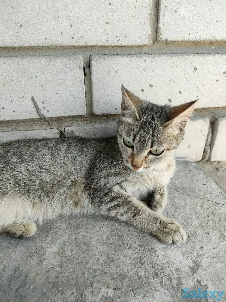 Отдаем кошечку в добрые руки, фотография 3