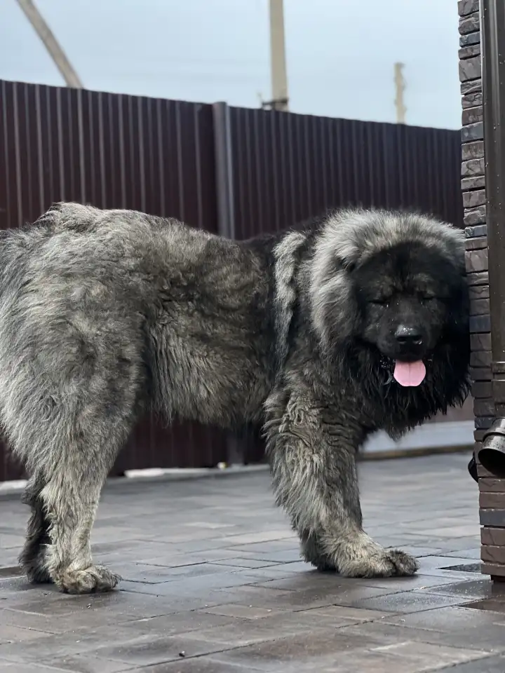 Щенки Кавказкой овчарки, фотография 5