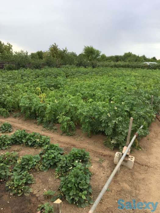 Продам дачу в обществе Союз, фотография 7