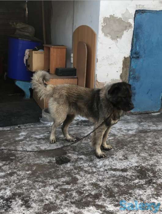 пропала собака, фотография 1