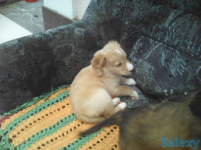 Отдам в добрые  заботливые руки очаровательных щенят которые скрасят Ваше одиночество подарят безграничную любовь предан, фотография 6