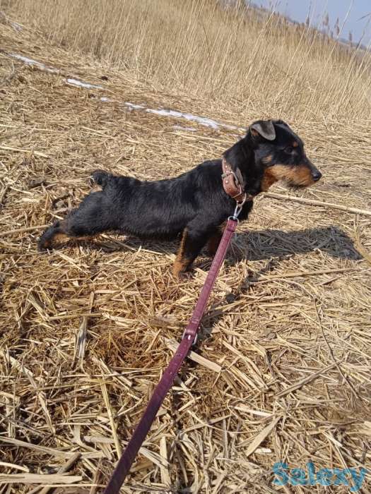 Ягдтерьер, фотография 4